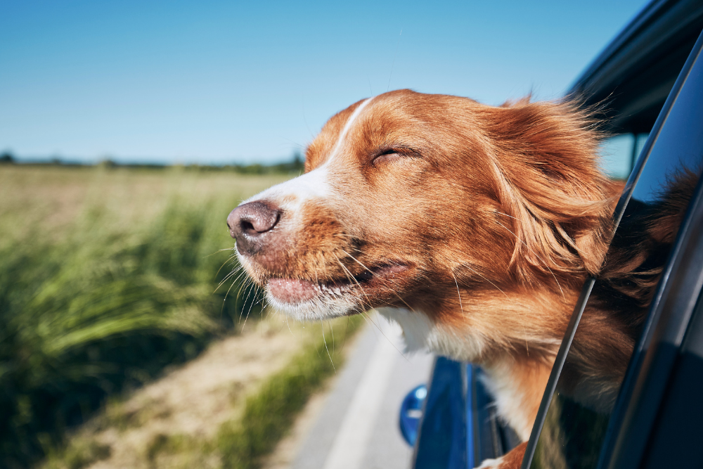 Do Dogs Prefer Electric Cars?